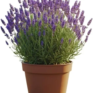 2 Lavender Live Plants – Fragrant Perennial Herb – 3 Inch Pot – Outdoor - Image 6