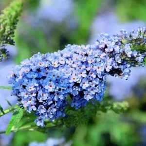 2 Light Blue Butterfly Bush Live Plants, Fragrant Shrub for Garden & Patio - Image 6