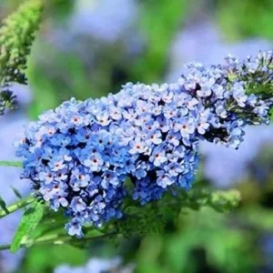 2 Light Blue Butterfly Bush Live Plants, Fragrant Shrub for Garden & Patio - Image 7