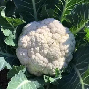 2 Live Cauliflower Plants – White Vegetable – Full Sun – 3-5 inches - Image 5