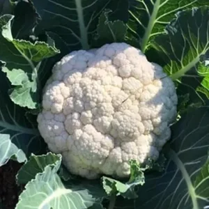 2 Live Cauliflower Plants – White Vegetable – Full Sun – 3-5 inches - Image 1