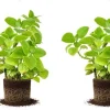 2 Live Cuban Oregano Plants, 3-5 Inch Spanish Thyme, Indoor/Outdoor - Image 1