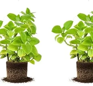 2 Live Cuban Oregano Plants, 3-5 Inch Spanish Thyme, Indoor/Outdoor - Image 6