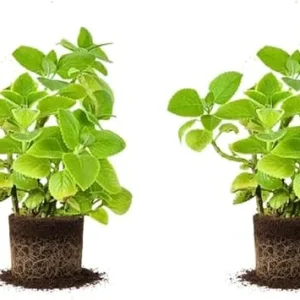2 Live Cuban Oregano Plants, 3-5 Inch Spanish Thyme, Indoor/Outdoor - Image 7