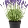 2 Live Lavender Plants – Purple Fragrant Herb, 3-inch Pot, Indoor/Outdoor - Image 1