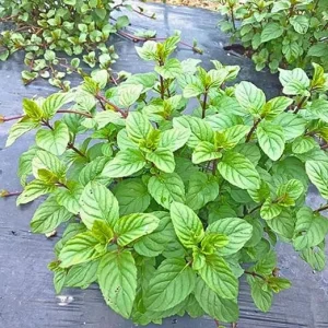 2 Live Orange Mint Plants Herb, 3.5