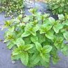 2 Live Orange Mint Plants Herb, 3.5" Pot, Fresh for Indoor/Outdoor Growing, 5-9" Tall - Image 1