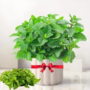 2 Live Peppermint Plants in 3.5