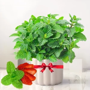 2 Live Peppermint Plants in 3.5