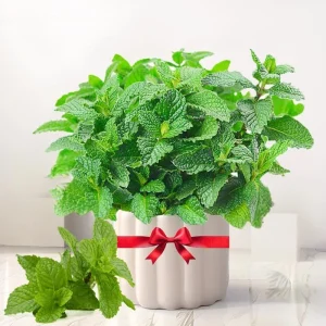 2 Live Peppermint Plants in 3.5