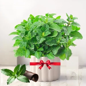 2 Live Peppermint Plants in 3.5