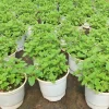 2 Live Peppermint Plants in 3.5" Pot, Fresh Mint Herb for Indoor Outdoor Growing, 5-9" Tall - Image 1