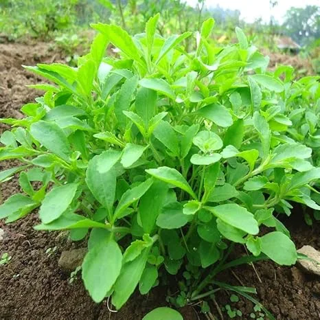 2 Live Stevia Plants - Sweetleaf Herb, 4-7 inches Tall in 4 inch Pot, Indoor/Outdoor - Image 4