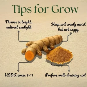 2 Live Turmeric Plants 4-8 Inches Tall - Curcuma for Indoor & Outdoor Planting - Image 4