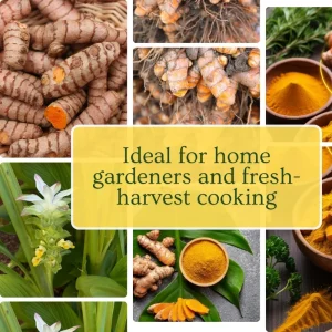 2 Live Turmeric Plants 4-8 Inches Tall - Curcuma for Indoor & Outdoor Planting - Image 5