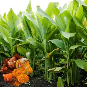 2 Live Turmeric Plants 4-8 Inches Tall - Curcuma for Indoor & Outdoor Planting - Image 6