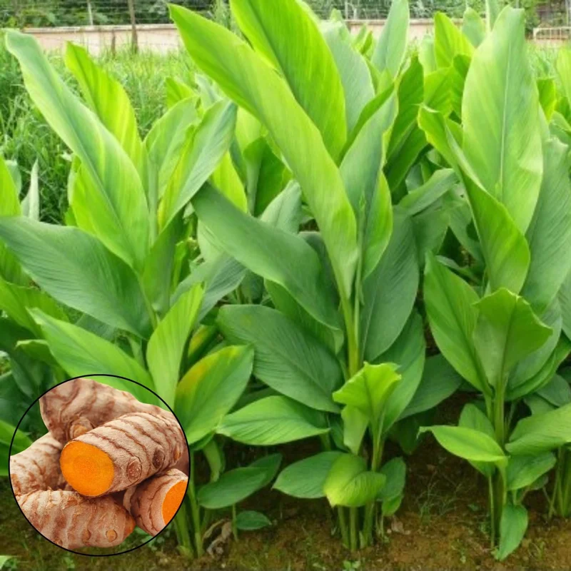 2 Live Turmeric Plants - Yellow Curcuma for Indoor/Outdoor Garden, 4-8 Inches Tall - Image 3