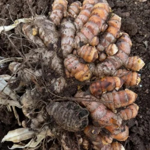 2 Live Turmeric Plants - Yellow Curcuma for Indoor/Outdoor Garden, 4-8 Inches Tall - Image 4