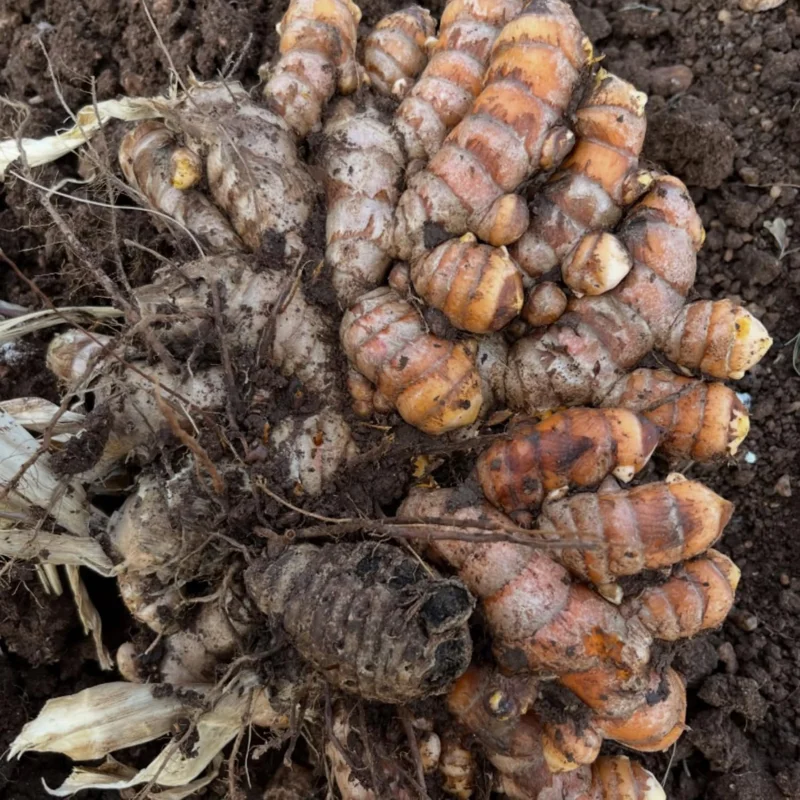 2 Live Turmeric Plants - Yellow Curcuma for Indoor/Outdoor Garden, 4-8 Inches Tall - Image 4