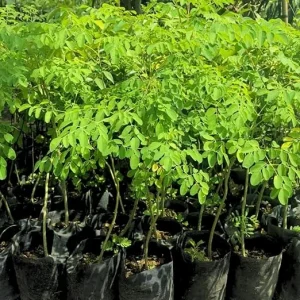 2 Malunggay Live Plant - Moringa Oleifera Trees, 6-8 Inches Tall, Outdoor - Image 3