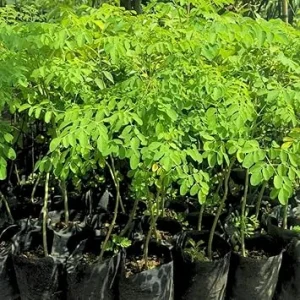2 Malunggay Live Plant - Moringa Oleifera Trees, 6-8 Inches Tall, Outdoor - Image 1