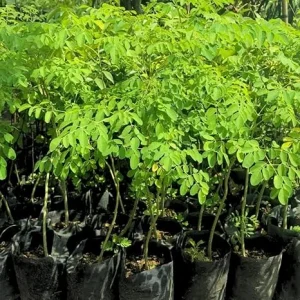 2 Malunggay Live Plant - Moringa Oleifera Trees, 6-8 Inches Tall, Outdoor - Image 6