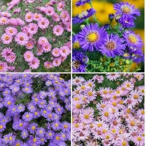 2 Mix Aster Perennial Live Plants, 3-6 Inch Assorted Asters, Outdoor - Image 4