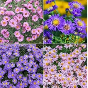 2 Mix Aster Perennial Live Plants, 3-6 Inch Assorted Asters, Outdoor - Image 7