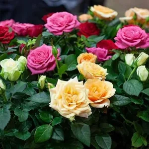 2 Mix Rose Bush Live Plants - Fragrant Flowers, Well Rooted, 5-10 Inch Tall - Image 4
