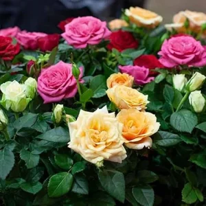 2 Mix Rose Bush Live Plants - Fragrant Flowers, Well Rooted, 5-10 Inch Tall - Image 5
