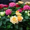 2 Mix Rose Bush Live Plants - Fragrant Flowers, Well Rooted, 5-10 Inch Tall - Image 1