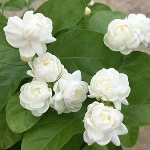 2 Mixed Jasmine Plants Live, 4-7 Inches Tall, Indoor & Outdoor Flowering Perennial - Image 4