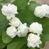 2 Mixed Jasmine Plants Live, 4-7 Inches Tall, Indoor & Outdoor Flowering Perennial - Image 1