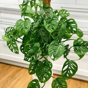 2 Monstera Deliciosa Live Plants, Swiss Cheese Houseplants, 5-7 Inch Tall, Indoor - Image 5