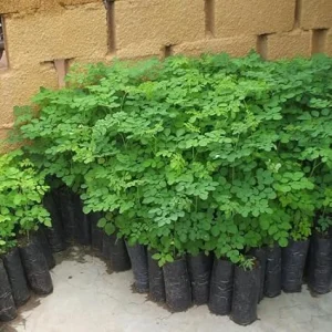 2 Moringa Oleifera Live Trees - 6-10 Inches Tall, Well Rooted, Drumstick Tree - Image 6