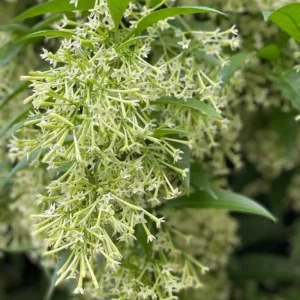 2 Night Blooming Jasmine Live Plants, 4-8" Tall, Fragrant White Flowers, Outdoor - Image 1