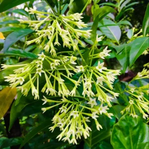 2 Night Blooming Jasmine Live Plants, 4-8