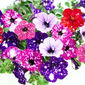 2 Night Petunia Live Plants, Vibrant Flowering Seedlings, 5-9 Inches Tall Outdoor - Image 2