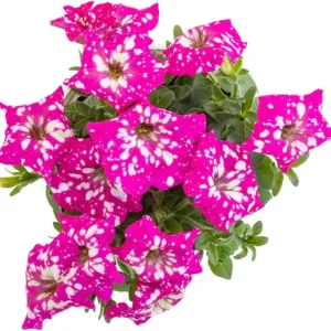 2 Night Petunia Live Plants, Vibrant Flowering Seedlings, 5-9 Inches Tall Outdoor - Image 3