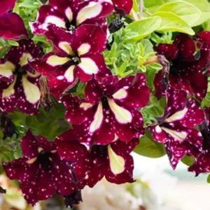 2 Night Petunia Live Plants, Vibrant Flowering Seedlings, 5-9 Inches Tall Outdoor - Image 4