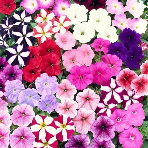 2 Night Petunia Live Plants, Vibrant Flowering Seedlings, 5-9 Inches Tall Outdoor - Image 5