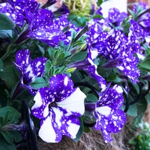 2 Night Petunia Live Plants, Vibrant Flowering Seedlings, 5-9 Inches Tall Outdoor - Image 6