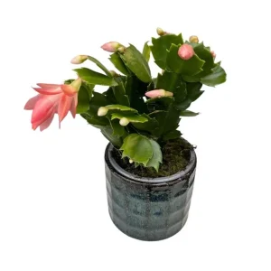 2 Orange Holiday Cactus Live Plants - Christmas & Thanksgiving Cactus Starter, 4-6