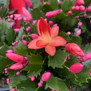 2 Orange Holiday Cactus Live Plants - Christmas & Thanksgiving Cactus Starter, 4-6