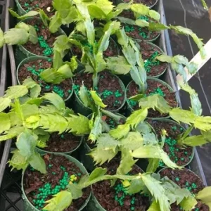 2 Orange Holiday Cactus Live Plants - Christmas & Thanksgiving Cactus Starter, 4-6