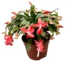 2 Orange Holiday Cactus Live Plants - Christmas & Thanksgiving Cactus Starter, 4-6" Tall - Image 1