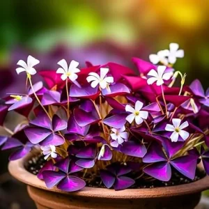 2 Oxalis Triangularis Live Plants, 4-8 Inch Tall, Purple Shamrock Indoor/Outdoor - Image 2
