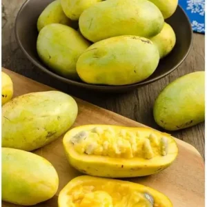 2 Pawpaw Trees Live Plants, Dormant Bare Root Seedlings, 6-12 Inch Tall, Outdoor Fruit Trees - Image 2