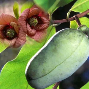 2 Pawpaw Trees Live Plants, Dormant Bare Root Seedlings, 6-12 Inch Tall, Outdoor Fruit Trees - Image 3