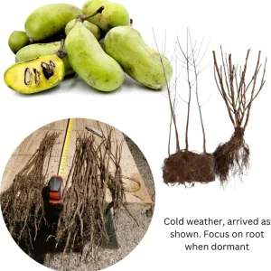 2 Pawpaw Trees Live Plants, Dormant Bare Root Seedlings, 6-12 Inch Tall, Outdoor Fruit Trees - Image 4
